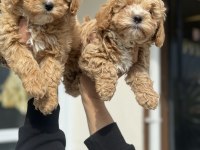 Ankarada ziyarete açık mini maltipoo yavrularımız