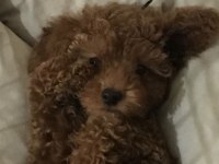 Aşılı Çipli Karneli Toy Poodle 5 Aylık