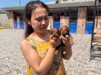 Maltipoo köpeği yavrularımız