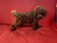 Erkek Toy Poodle