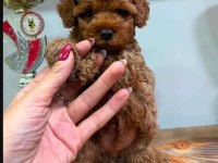 Mini Mini Toy Poodle Teacup