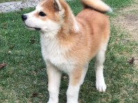 Japon Akita Yavruları Sağlık ve Irk Garantili 