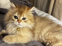 3 Aylık British Longhair Ny11 Evde Bakılıyor
