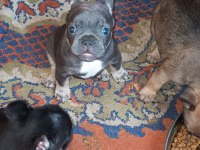 Bluetan - Sabletan French Bulldog