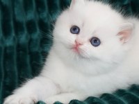 Kar gibi Beyaz Silver British Shorthair