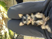 Dişi erkek teacup yorkshire terrier