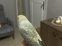 Konuşan ele kola gelen insan canlısı muhabbet kuşu