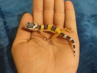 Yavru Leopard Geckolar
