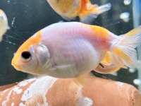 Ranchu Japon Balıklar