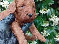 SİYAH İNCİ IRK VE SAĞLIK GARANTİ TOY POODLE BEBEKLER