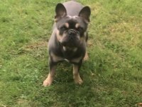 Evde en sorunsuz ırk French Bulldog 2 yaş Blue