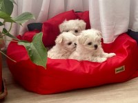 Maltese terrier yavrumuz 2 aylık
