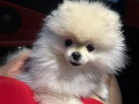 Pomeranian boo köpeği