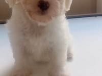 Dişi 50 günlük terrier
