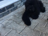 Standart 4 aylık dişi poodle
