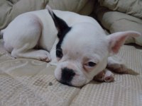 ÇOK TATLI OYUN DELİSİ FRENCH BULLDOG