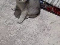 Scottish fold top kafa sıfır kulak