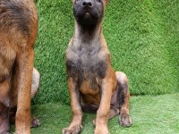 3 Aylık Dişi Güzeli Malinois Manken Şila