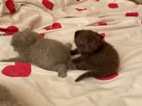 Kahve erkek british longhair
