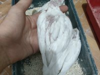 Albino sultan yavrusu