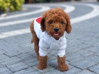 Sağlık Ve Irk Garantili Toy Poodle