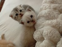 Scottish fold orjinal yavrularımı sahiplendiriyorum