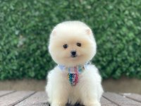 Yeni evlerine gitmeye hazır pomeranian yavruları