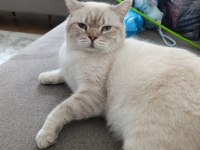 Scottish fold cinsi kedimize yuva arıyoruz