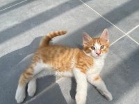 BİRBİRİNDEN GÜZEL BAKIMLI SARMAN KEDİLER