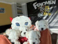 RENK RENK ORJİNAL TOY POODLE YAVRULARIMIZ GÜNCEL ANKARA