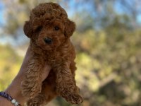 toy poodle yavrularım yeni sahibini bekliyor