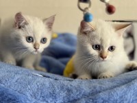 Ankarada ziyarete açık british longhair ve shorthair ler