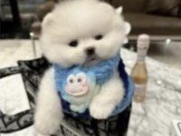 Pomeranian boo yavrularımız
