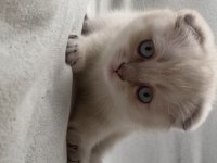 Dişi scottish fold yavrularım