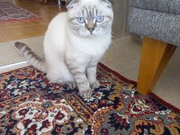 Güzel scottish fold kızım
