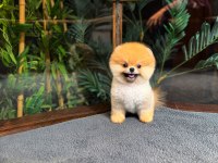 Safkan Kore Pomeranian Boo Yavrularımız