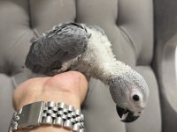BEBEK JAKO PAPAĞANLARI