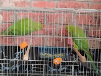 Genç Pakistan takımı