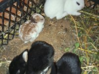 Netherland dwarf cüce tavşanlarımız mevcuttur