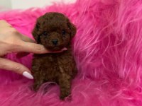 Micro Teacup Kore Poodle Bebeklerimiz