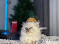 A kalite british longhair bebek