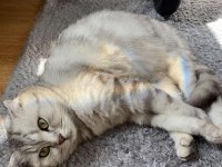 Muğla/Dalaman 2 aylık British Longhair Dişi
