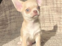 Irk Ve Sağlık Garantili Chihuahua Bebekler