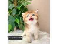 Golden British Shorthair Yavrularım