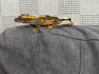 Crested gecko
