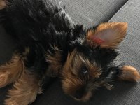 Kendi köpeğimizin yavruları