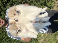 Ayı Surat Pomeranian Boo Kaliteli Yavrular