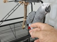 Sahiplendirilecek Jako Papağanı