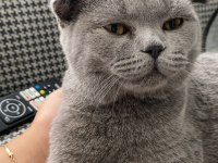 Ücretsiz sahiplendirilecek scottish fold