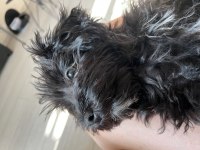 Bütün aşıları tam 4 aylık yavru maltipoo